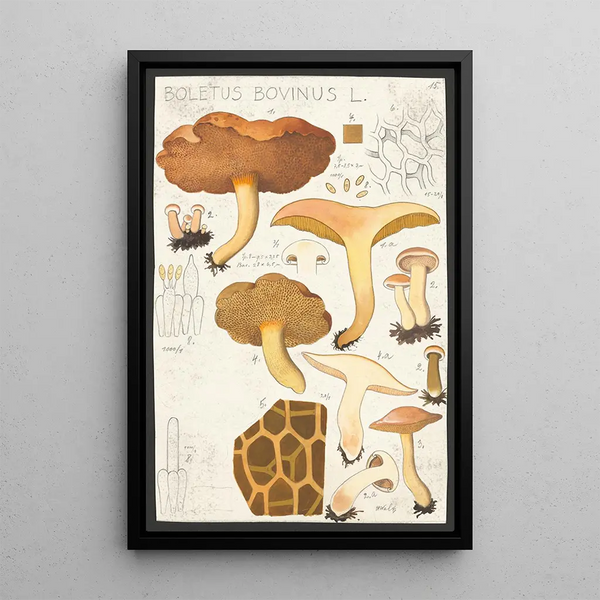 Boletus bovinus L - Hans Baldung — cuadro enmarcado en la pared