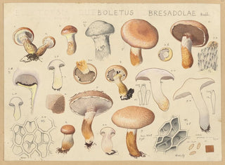 Boletus bresadolae - Hans Baldung — vista de la obra