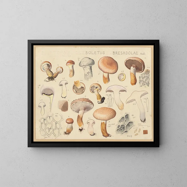 Boletus bresadolae - Hans Baldung — cuadro enmarcado en la pared