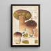 Boletus bulbosus - Hans Baldung — cuadro enmarcado en la pared