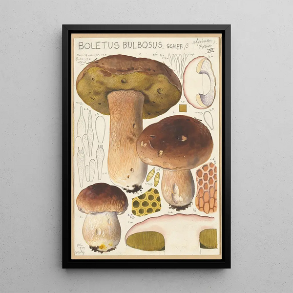 Boletus bulbosus - Hans Baldung — cuadro enmarcado en la pared
