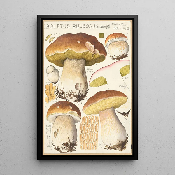 Boletus bulbosus Schff - Hans Baldung — cuadro enmarcado en la pared