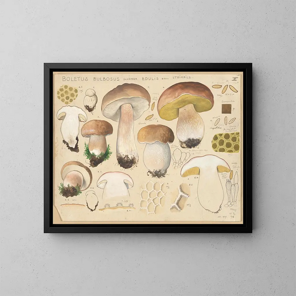 Boletus bulbosus, hongo comestible - Hans Baldung — cuadro enmarcado en la pared