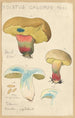 Boletus calopus - Hans Baldung — vista de la obra