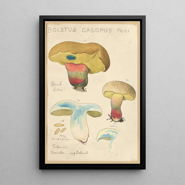 Boletus calopus - Hans Baldung — cuadro enmarcado en la pared