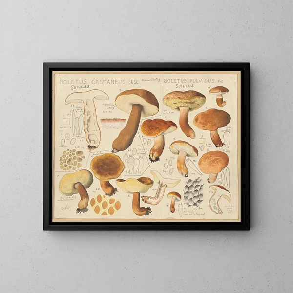 Boletus castaneus y Boletus fulvidus - Hans Baldung — cuadro enmarcado en la pared