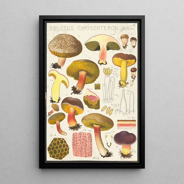 Boletus chrysenteron Bull - Hans Baldung — cuadro enmarcado en la pared