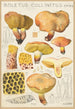 Boletus collinitus - Hans Baldung — vista de la obra