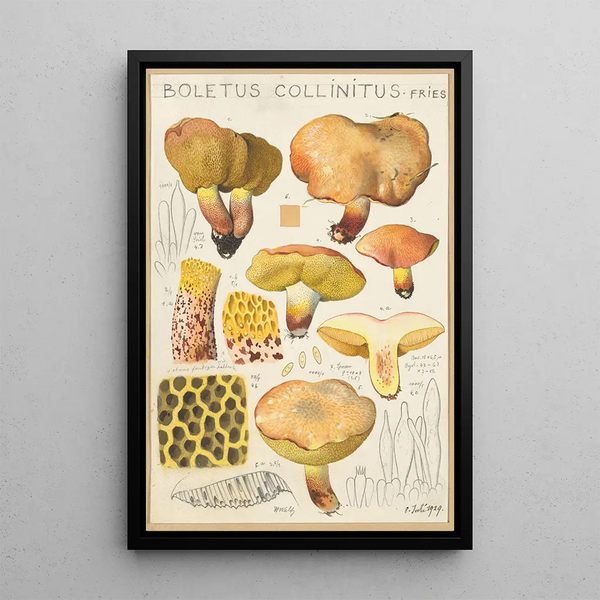 Boletus collinitus - Hans Baldung — cuadro enmarcado en la pared