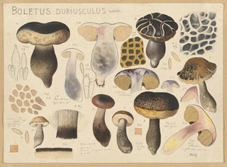 Bolet duriuscule - Hans Baldung — vista de la obra