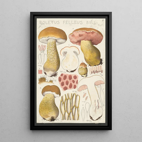 Boletus felleus Bull - Hans Baldung — cuadro enmarcado en la pared