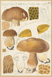 Boletus impolitus - Hans Baldung — vista de la obra
