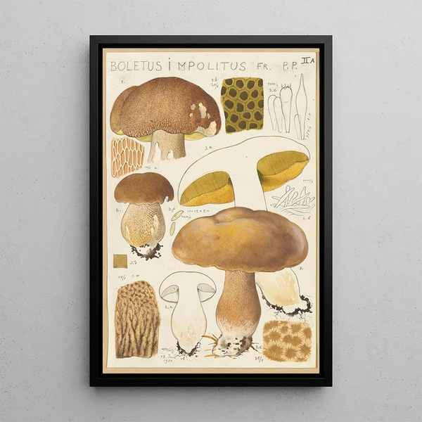 Boletus impolitus - Hans Baldung — cuadro enmarcado en la pared