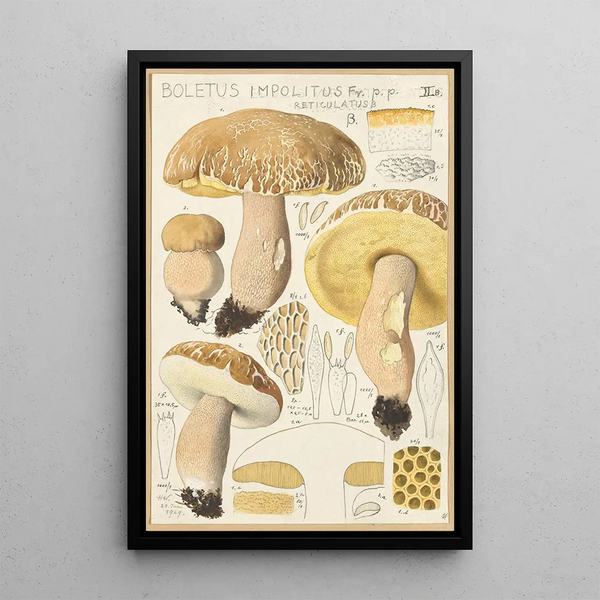 Boletus impolitus Fr reticulatus - Hans Baldung — cuadro enmarcado en la pared
