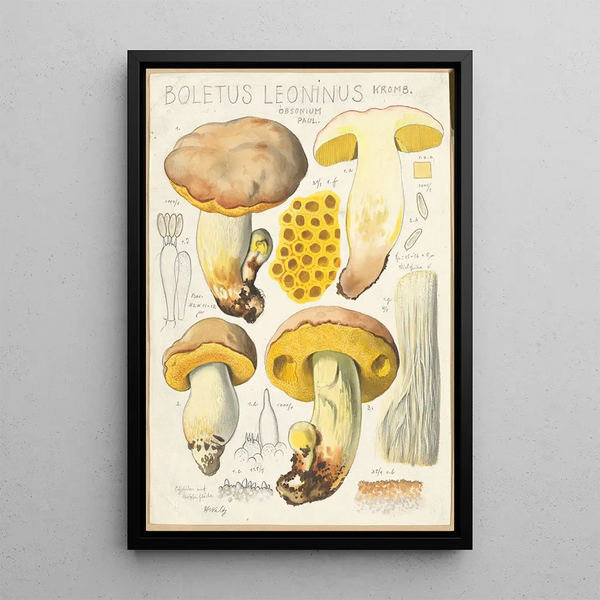 Boletus leoninus - Hans Baldung — cuadro enmarcado en la pared