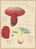 Boletus lupinus - Hans Baldung — vista de la obra