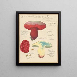 Hans Walty - Boletus lupinus.webp