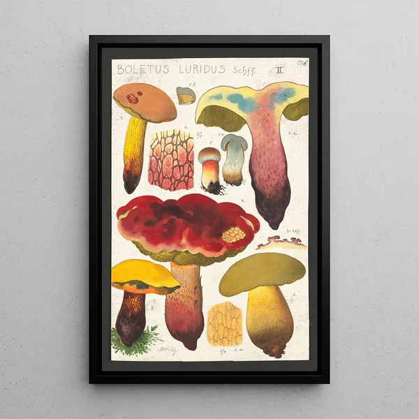 Boletus luridus Schaeffer - Hans Baldung — cuadro enmarcado en la pared