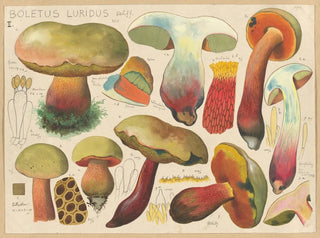 Boletus luridus - Hans Baldung — vista de la obra