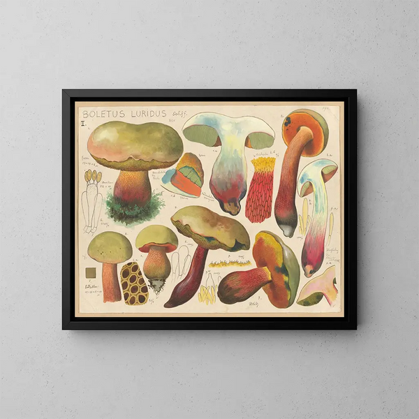 Boletus luridus - Hans Baldung — cuadro enmarcado en la pared