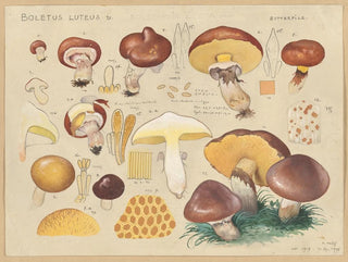 Boletus luteus - Hans Baldung — vista de la obra