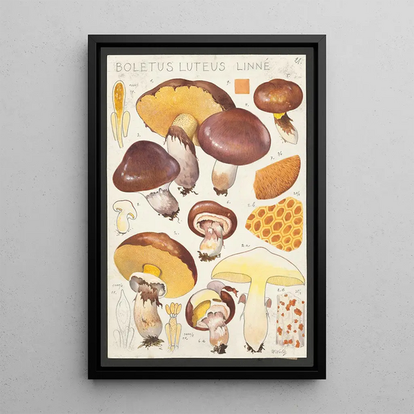 Boletus luteus Linn - Hans Baldung — cuadro enmarcado en la pared