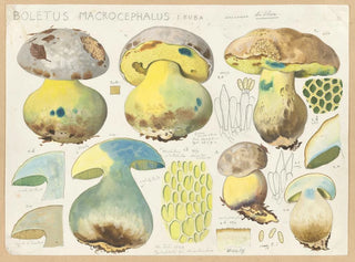 Boletus macrocephalus - Hans Baldung — artwork view