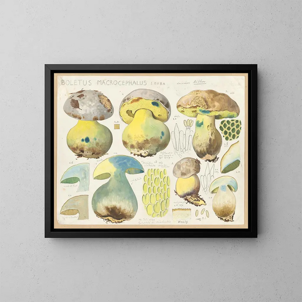 Boletus macrocephalus - Hans Baldung — cuadro enmarcado en la pared