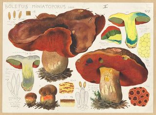 Boletus miniatoporus - Hans Baldung — artwork view