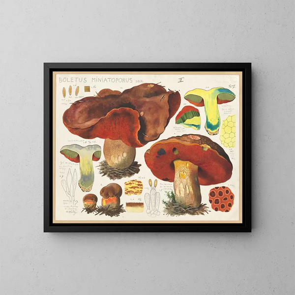 Boletus miniatoporus - Hans Baldung — cuadro enmarcado en la pared