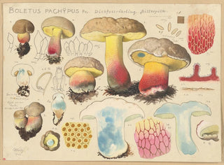 Boletus pachypus - Hans Baldung — artwork view
