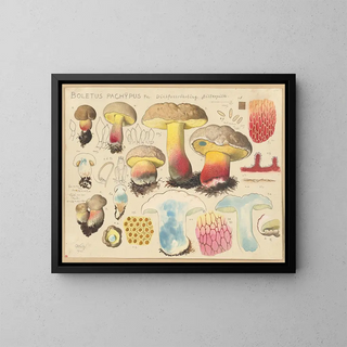 Boletus pachypus - Hans Baldung — framed artwork on a wall
