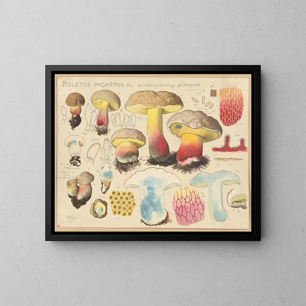Boletus pachypus - Hans Baldung — cuadro enmarcado en la pared