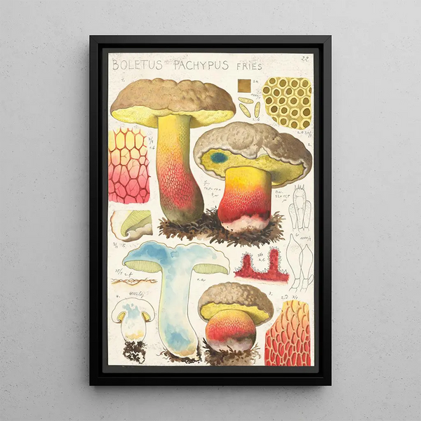 Boletus pachypus Fries - Hans Baldung — cuadro enmarcado en la pared