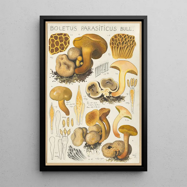 Boletus parasiticus - Hans Baldung — cuadro enmarcado en la pared
