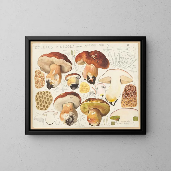 Bolet pinicola - Hans Baldung — cuadro enmarcado en la pared