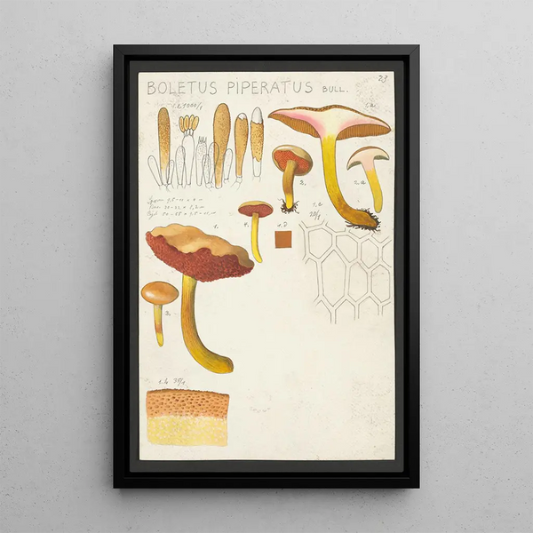 Boletus piperatus Bull - Hans Baldung — cuadro enmarcado en la pared