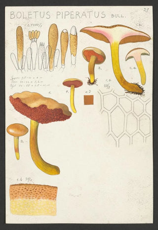 Hans Walty - Boletus piperatus Bull.webp