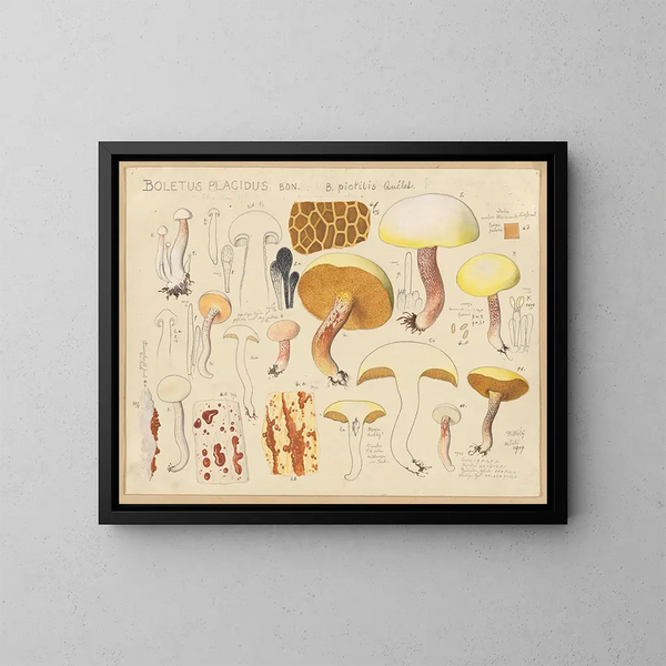 Boletus placidus - Hans Baldung — cuadro enmarcado en la pared