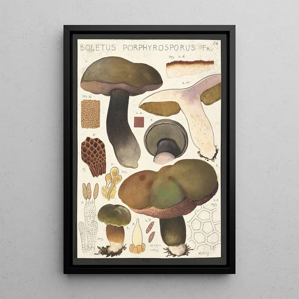 Boletus porphyrosporus Fr - Hans Baldung — cuadro enmarcado en la pared