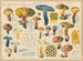 Boletus pulverulentus Opatowski radikans - Hans Baldung — artwork view