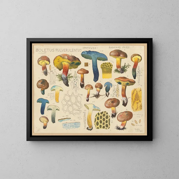 Boletus pulverulentus Opatowski radikans - Hans Baldung — cuadro enmarcado en la pared