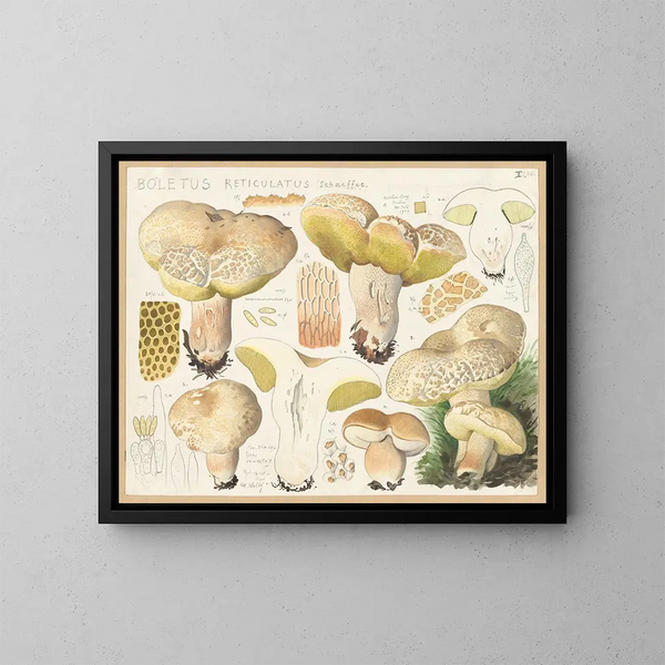 Boletus réticulé - Hans Baldung — cuadro enmarcado en la pared
