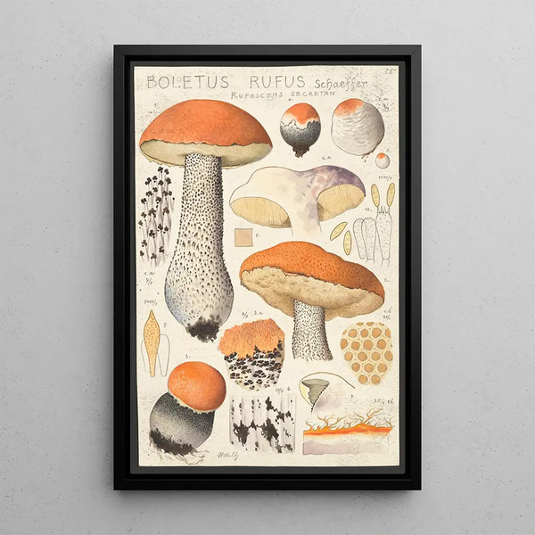 Boletus rufus Schaeffer rufescens secretan - Hans Baldung — cuadro enmarcado en la pared