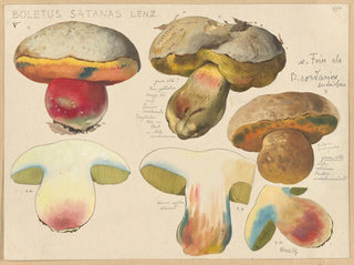 Boletus satanas - Hans Baldung — vista de la obra