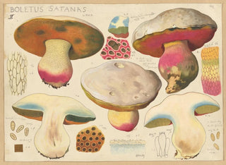 Boletus satanas - Hans Baldung — artwork view