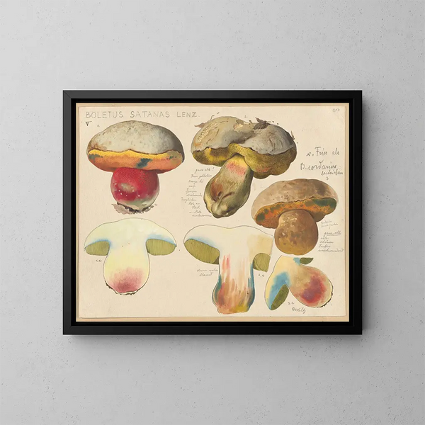 Boletus satanas - Hans Baldung — cuadro enmarcado en la pared