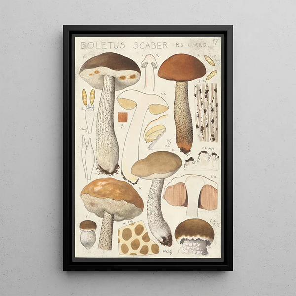 Boletus scaber Bulliard - Hans Baldung — cuadro enmarcado en la pared