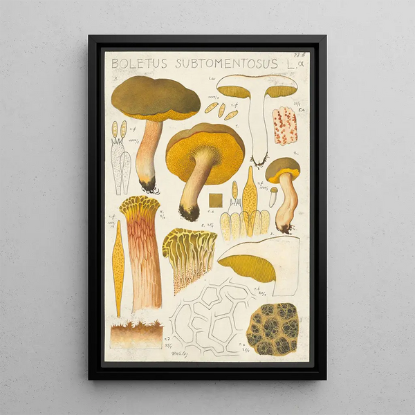 Boletus subtomentosus L - Hans Baldung — cuadro enmarcado en la pared