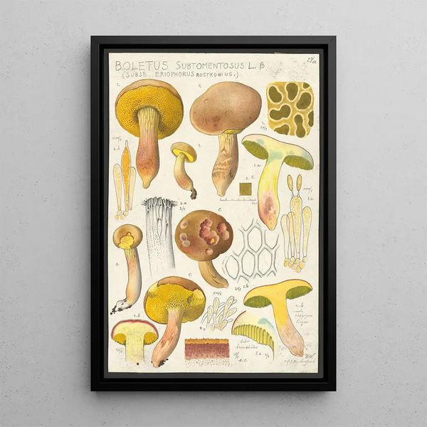 Boletus subtomentosus L Subsp eriophorus Rostkowius - Hans Baldung — cuadro enmarcado en la pared